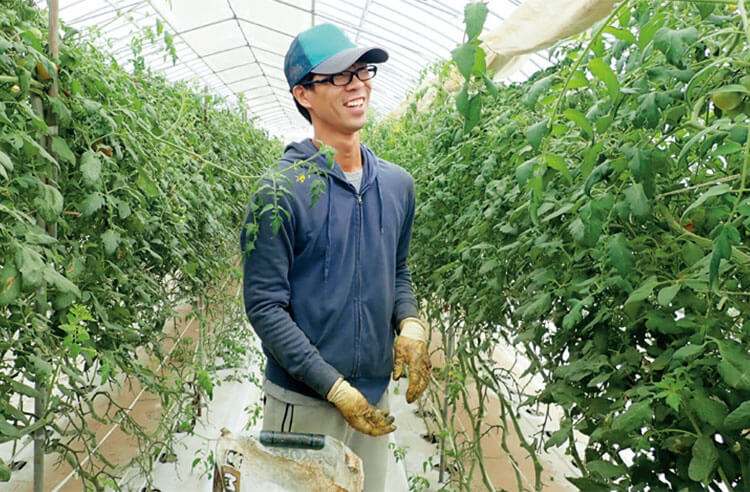 後継者の直明さんが管理するのは中玉トマト「フルティカ」の高糖度栽培だ。