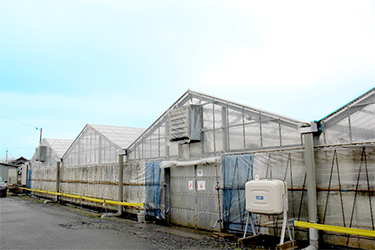 鷲野さんのトマトハウス。産地では防虫ネットと粘着シートを活用した徹底的な耕種的防御でトマト黄化葉巻病の被害を最小限に防いでいる。