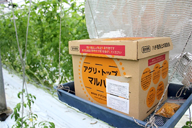 冬季の受粉にはマルハナバチを使用。