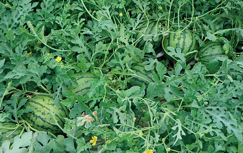 ���n�ԋ߂ɔ��������Y�҂̗�؂���̃n�E�X�̏��ʃX�C�J�B��؂��u�M�K���g�v�ɐ؂�ւ��āA���ʐ߈ʂ����낤�悤�ɂȂ����B