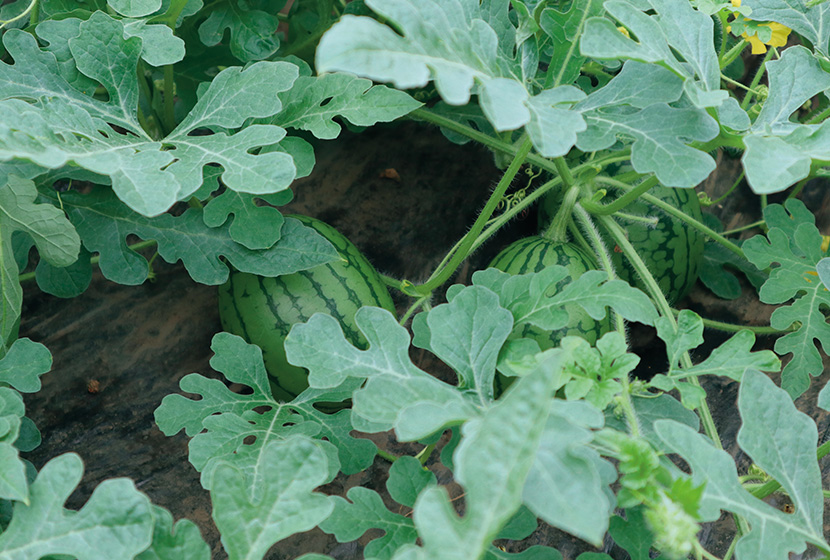 �~�c�o�`���g���Ď󕲂����Q�ԉʁB���ς��ĂQL�`L�ʃT�C�Y�܂Ŕ�傷��B