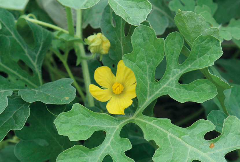 �Q�ԉʒ��ʌ���傫���Ԃ��炭�B