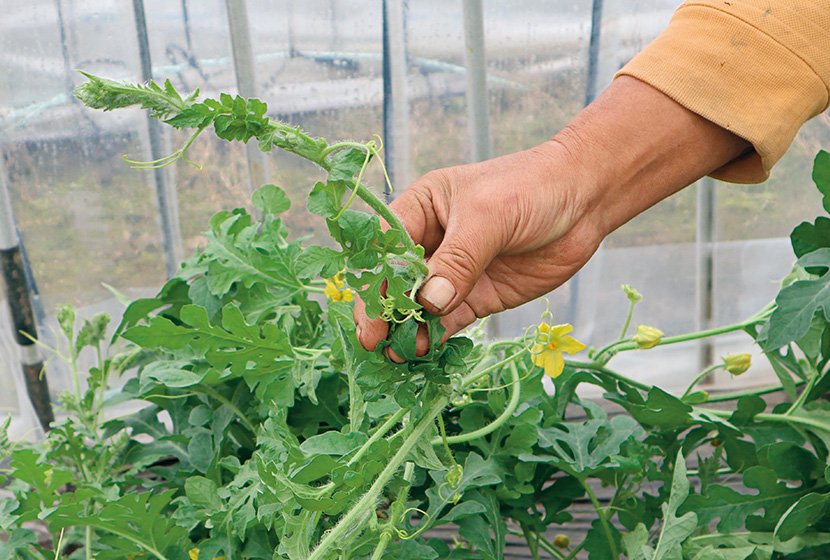 �u�M�K���g�v���؂Ƃ��Ďg�����ƂŁA���ʌ����[�̂邪�����B