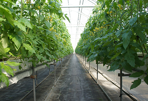「単液型NFT保水シート耕」といわれるEC濃度のストレスを利用した保水シート栽培法を実践されている。