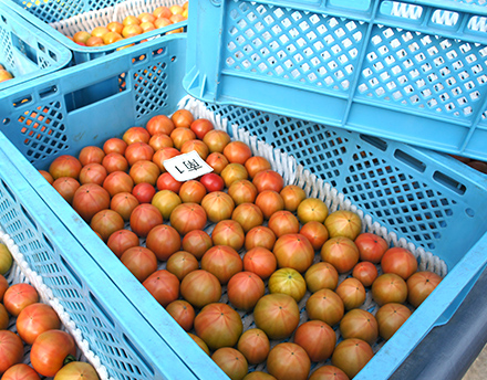 タキイマルシェで扱いのトマトは糖度8度以上保証の厳選された一品。

