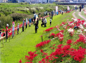 静岡県牧之原市で開催された「第4回　坂口谷川彼岸花とかかし祭」。2016年は台風の影響で例年より短期間の開催となったものの多数の参観者が訪れた。