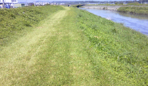 毎日少しずつ堤防を整地し芝のタネをまき、すばらしい芝生となった坂口谷川風景。