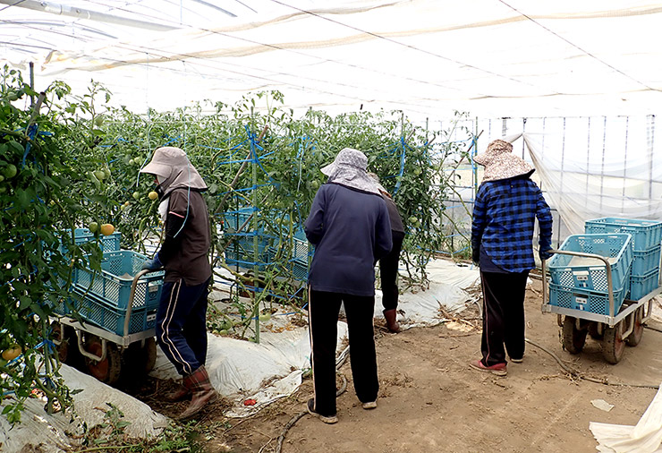 ベトナムからの研修生が４名が収穫に入る。