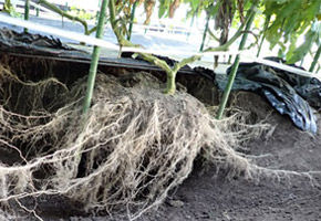「青枯病に強い台木は草勢が弱い」という常識を覆す「キングバリア」は根がすごい！