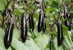 ��������C�O�̎�փ����O�Z���[�i��u���z�񍆁v�̋O��