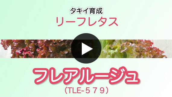 i惌bh[t^XutA[Wv_ѐYȓo^iii햼FTLE579j