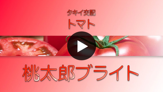 タキイ最前線 Web連載 | 最前線WEB - タキイ種苗