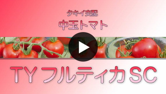 �u�i�����v���ʃg�}�g�@�^�L�C��z�@�wTY�t���e�B�JSC�x