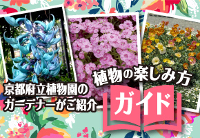 京都府立植物園のガーデナーがご紹介植物の楽しみ方ガイド