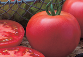 夏秋トマトの裂果防止のために裂果の原因と対策