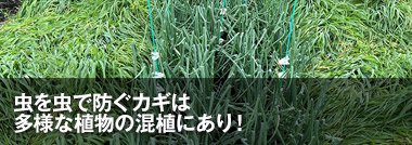 最前線WEB - タキイ種苗