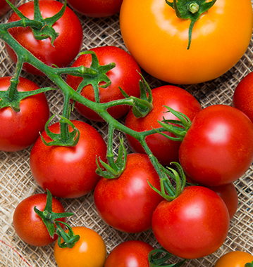 機能性成分を豊富に含むファイトリッチシリーズのトマト。「桃太郎ゴールド」はシスリコピンを、「フルティカ」「CF千果99」はリコピン、「オレンジ千果」はカロテンを従来品種より多く含んでいます。