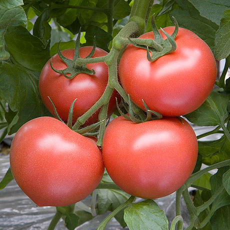 intro_tomato01.jpg