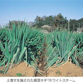 土寄せの手順 根深ネギ栽培における土寄せのポイント 栽培技術 最前線web タキイ種苗