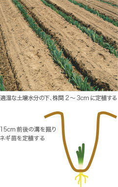 土寄せの手順 根深ネギ栽培における土寄せのポイント 栽培技術 最前線web タキイ種苗