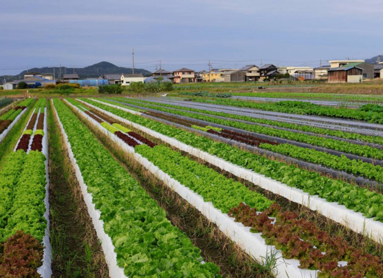 ���i��̗t����؂��͔|���Ă������t�@�[��