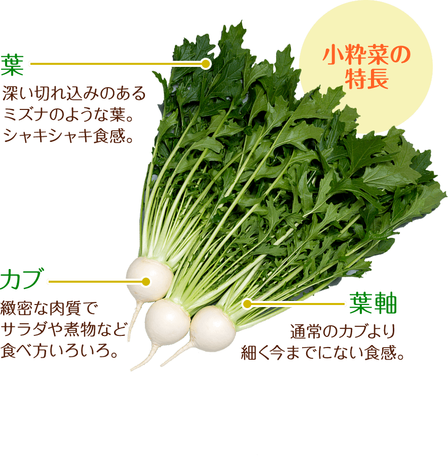 葉までまるごとおいしい 小粋菜 カブ活用レシピ 品種ピックアップ 最前線web タキイ種苗