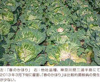 左：「春のかほり」　右：他社品種、神奈川県三浦半島にて2013年３月下旬に撮影。