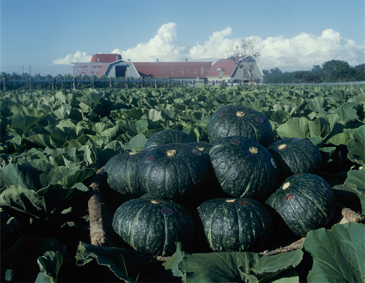 栽培性の安定したF1カボチャとして登場した「えびす」は、作型や産地を越えて全国へ栽培が広がった（1978年8月北海道恵庭市）。