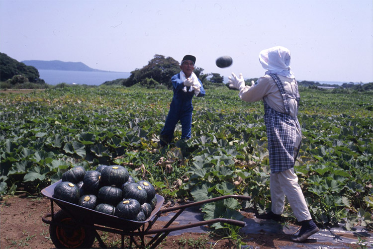 早生で多収の「えびす」。産地での収穫の様子（1998年6月長崎県）。