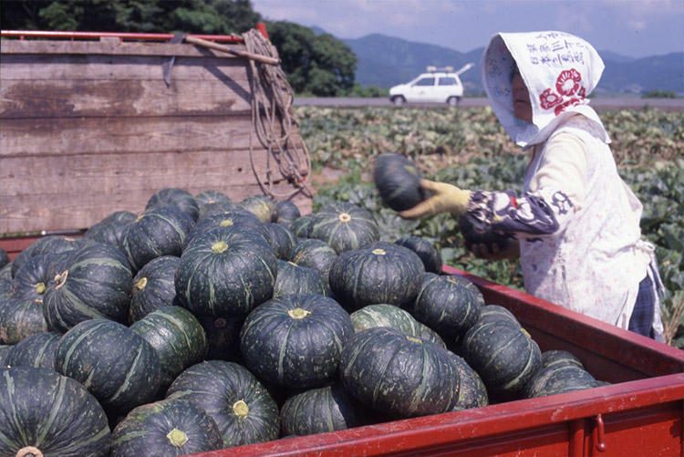早生で多収の「えびす」。産地での収穫の様子（1998年6月長崎県）。