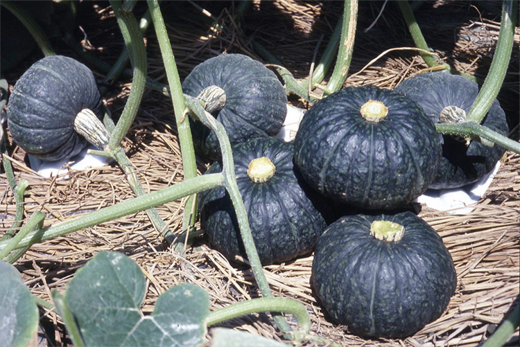 「えびす」と同程度の収量と果実肥大性をもつことから多くの産地で栽培されている（2000年5月鹿児島県）。