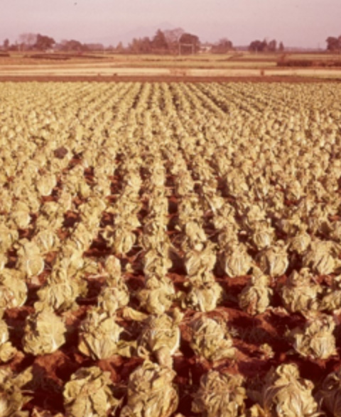 1968年のハクサイの栽培面積は5万800ha、生産量は186万7,000tと史上最高となった。圃場の品種は「王将」（撮影：1967年11月、茨城県）