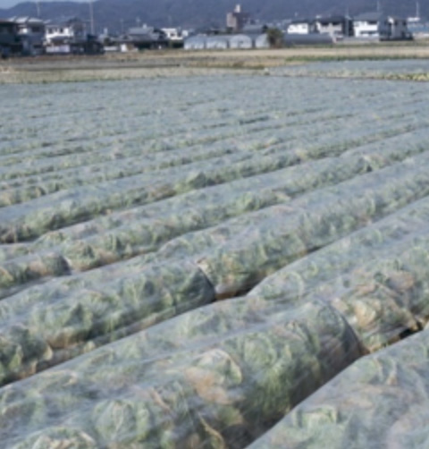 「黄ごころ85」に続いて収穫できる冬どり中晩生種「黄ごころ90」の登場で、暖地での冬どりが可能となった（撮影：2001年2月、和歌山県）。