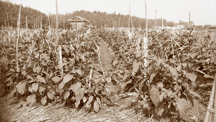 「千両」圃場（1961年7月　新神足村（現・長岡京市））。超密植栽培をして早生の株の選抜に集中したことにより、優良な極早生多収種が生まれた。