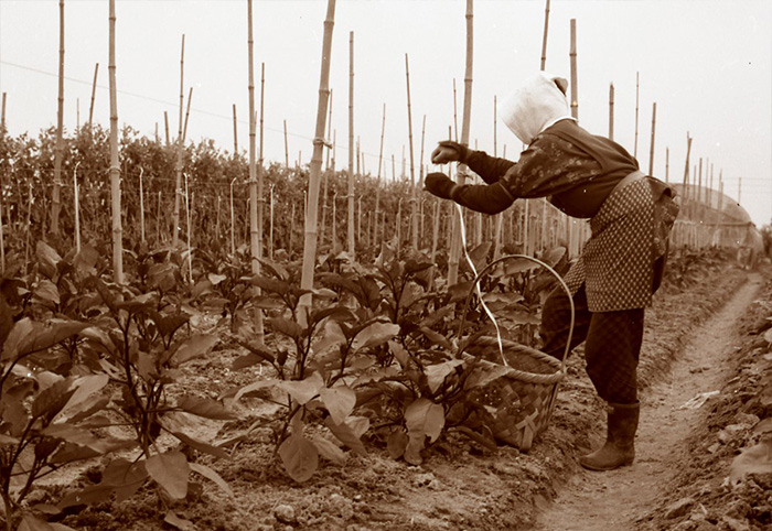 収穫作業の様子（1968年5月　京都府綴喜郡八幡村）。