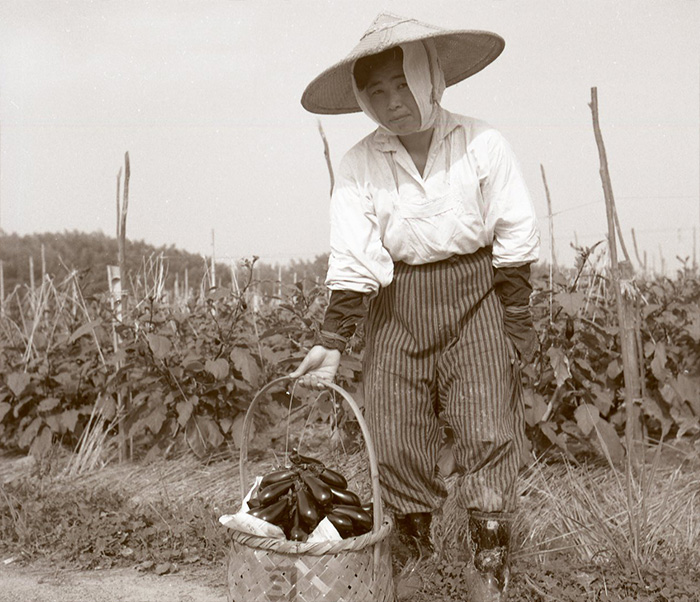 収穫された「千両」（1961年7月　新神足村（現・長岡京市））。