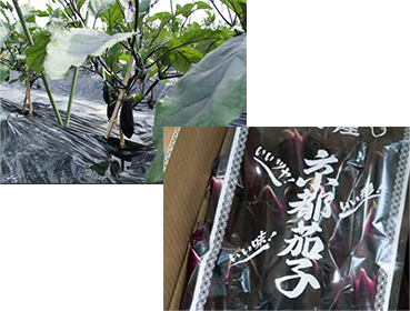 夏〜秋に栽培される西山の「千両二号」は「京都茄子」のブランド名で出荷される。