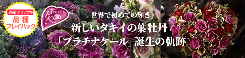 第一章 時代を彩る華麗なるタキイ葉牡丹の歴史 世界で初めての輝き 新しいタキイの葉牡丹 プラチナケール 誕生の軌跡 品種ピックアップ 最前線web タキイ種苗