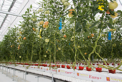 簡素だがしっかりしたつくりのトマト専用ハウス。軌道に乗ればトマトをほぼ周年で安定供給できる。