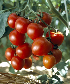 おいしい中玉トマト「フルティカ」。