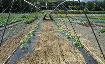 モロッコインゲンの黒ポリマルチ栽培、畝間にわらを敷設。