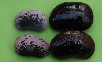 ベニバナインゲンの乾燥子実（左）と煮豆（右）。