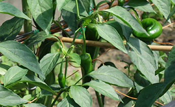 甘長トウガラシはシシトウより収穫適期の幅が広く、直売所農家に導入しやすい作物。
