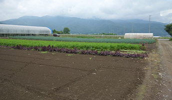 野菜栽培総面積は170a、アスパラガス、スイートコーン、ニンジンなど多品目を栽培。