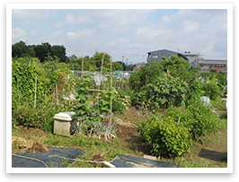 いろんな野菜が少しずつ作れる家庭菜園や市民農園は、有機栽培にぴったり。