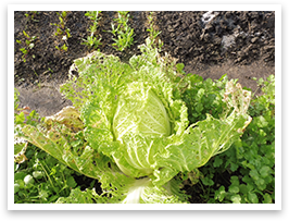 有機栽培で作られた野菜は、根をしっかり伸ばして健全に育つ。多少の虫食いはあっても病気には強い。