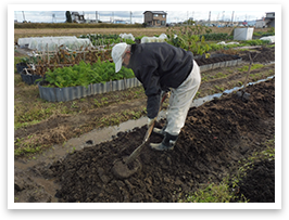 できた堆肥は植え付けの20日以上前に畑へ入れ、よく混ぜ込んでおく。