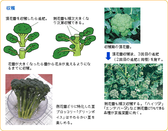 ブロッコリー   [野菜山田式家庭菜園教室～Dr.藤目改訂版～ ｜ 調べる