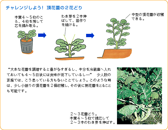 チャレンジしよう! 頂花蕾の2花どり