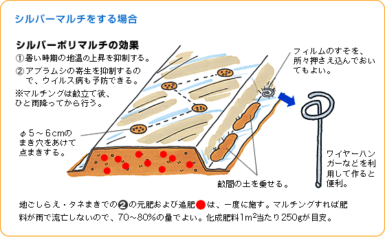 ダイコン 夏秋まき 野菜 山田式家庭菜園教室 調べる タキイ種苗株式会社